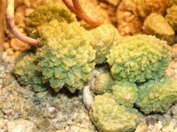 adromischus marianiae-herrei-zeleny-kourkammaberg