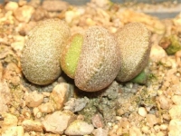 adromischus marianiae-little-spheroid