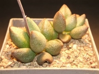 adromischus marianiae-sp-grootberg