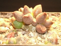 adromischus marianiae-tangua