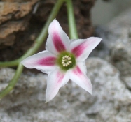 adromischus caryphyllaceus-kvet