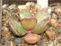 adromischus hemisphaericus-1km-s-od-eendekuil