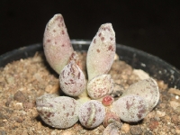 adromischus mamillaris/Buffelsport/