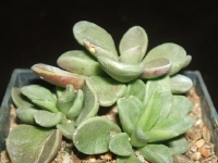 adromischus phillipsiae-sl260-stolova-hora