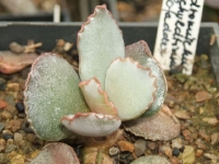 adromischus-schuldtianus-pofader