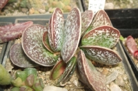 adromischus-trigynus-sl-142