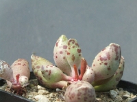 adromischus- cooperi feastivus