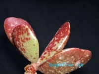 adromischus-alstonii-cr1043