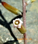 adromischus-alstonii-kvet