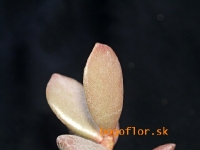 adromischus-alstonii-lorelei-pv-18-7-1986