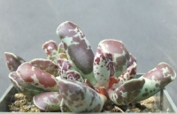 adromischus-cooperi-gm-99-mini-forma-web