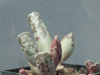 adromischus-cooperi-lavranos-25965-web