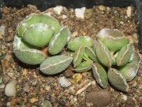 adromischus-cristatus-dt-4777