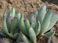 adromischus-cristatus-sp-jil296-6-km-sws-of-dysserdorp