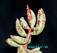 adromischus-filicaulis-7km-zap-kliphuisbank