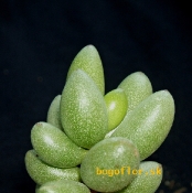 adromischus-filicaulis-aughrabies