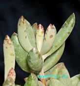 adromischus-filicaulis-jar-97-bitman