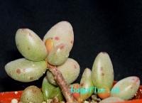 adromischus-filicaulis-sb-1384-lorelei