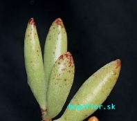 adromischus-filicaulis-sb-1595-die-drif