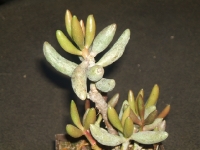 adromischus-filicaulis-ssp-marlothii-h-5149