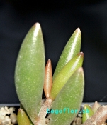 adromischus-filicaulis-v-marlothii-calitzdorp