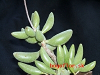 adromischus-filicaulis-v-marlothii-h-5149