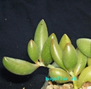 adromischus-filicaulis-v-marlothii-ul-117-calitzdorph