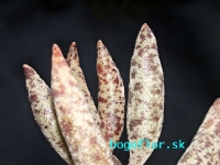 adromischus-filicaulis-v-tricolor-lavranos-25992