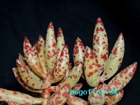 adromischus-filicaulis-vanrhynsdorph