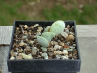 adromischus-liebenberg-elandskloof-ea-902