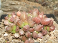 adromischus-marianiae-tangua-zap-od-karingmelkplaas