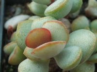 adromischus-montium-klinghardtii