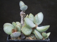 adromischus-montium-klingharti-lavranos-26307