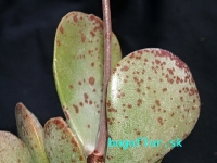 adromischus alstonii  sp -pv-1995