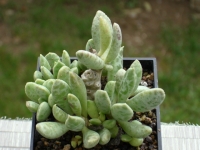 adromischus-schuldtianus-5km-n-of-aus-namibia-graniet-hill