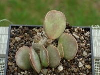 adromischus-schuldtianus-88km-of-poffader-on-road-to-goedhouse-ii-clon