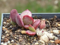 adromischus-schuldtianus-achabsberg-a-mitchell