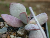 adromischus-schuldtianus-kakamas-i