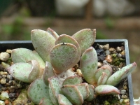 adromischus-schuldtianus-ssp-juttae-n-of-grunau-namibia