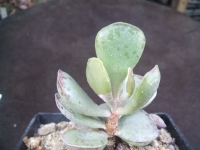 adromischus-sp-slabbers-vanrhynsdorph_0