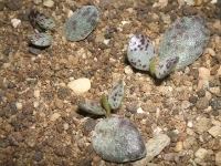 adromischus-sp-tierberg-bh-2226