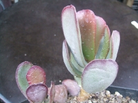 adromischus-sphenophyllus-dmc-408a