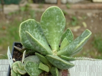 adromischus-subviridis-bloukrans-pass-calvinia-cr-1179