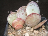 adromischus-trigynus-sp