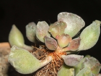 adromischus cristatus -detail