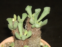 adromischus cristatus -clavifolius