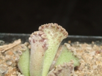 adromischus cristatus sp 50km Grahamstown /         