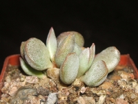 adromischus schuldtianus