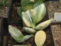 adromischus ,,variegata,,