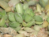 adromischus cristatus sp /Graaf Reinet/